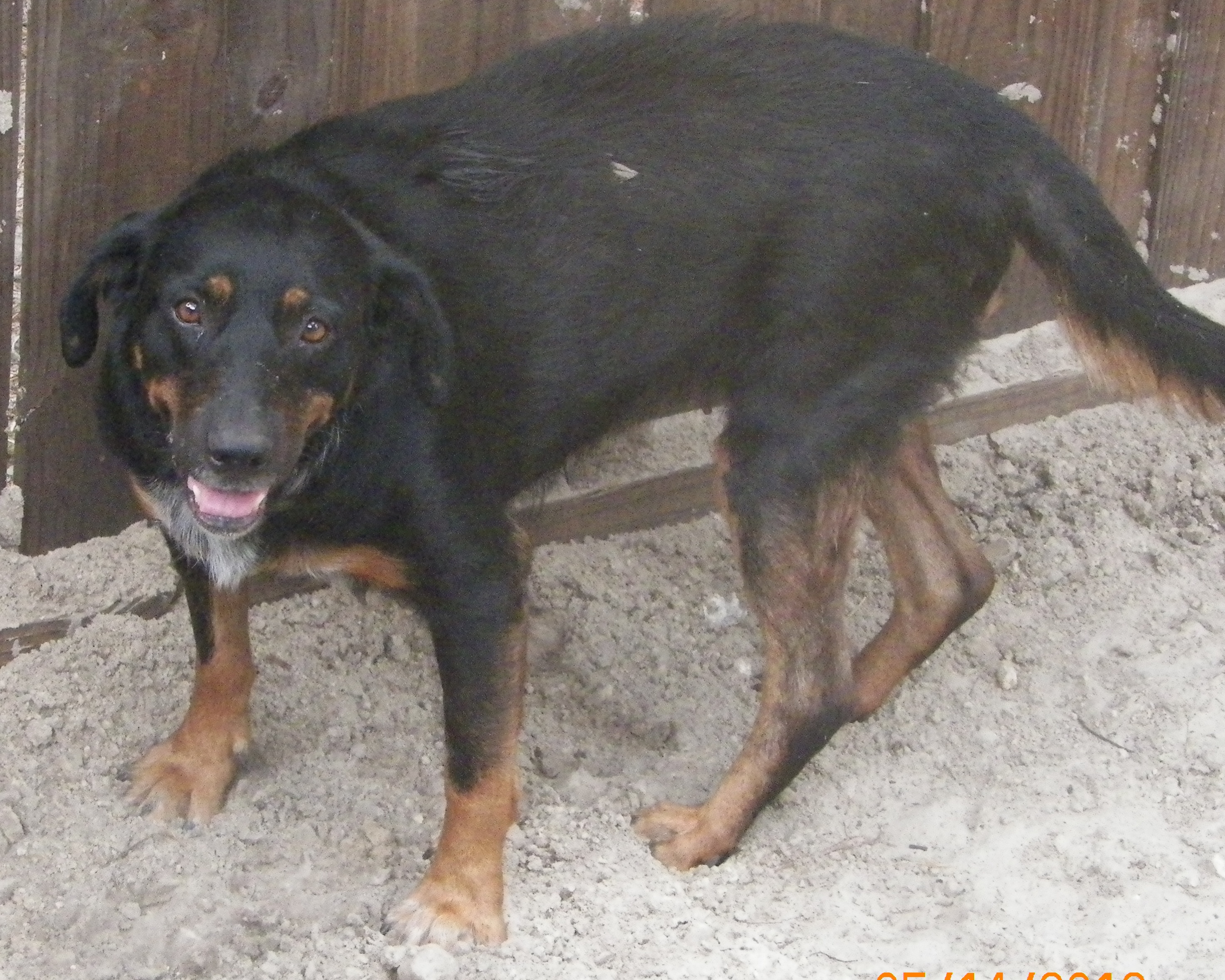 Rottweiler Mix Needs a Home - Kitty